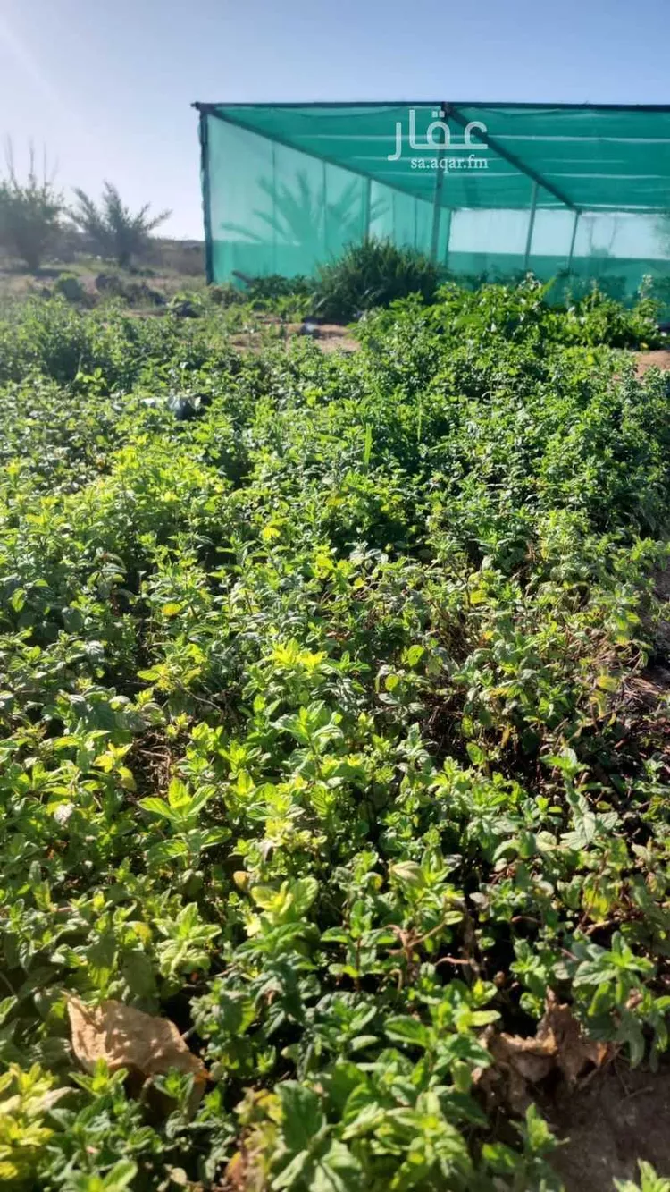 Farm for Sale in Medina Al Jassah صورة 5