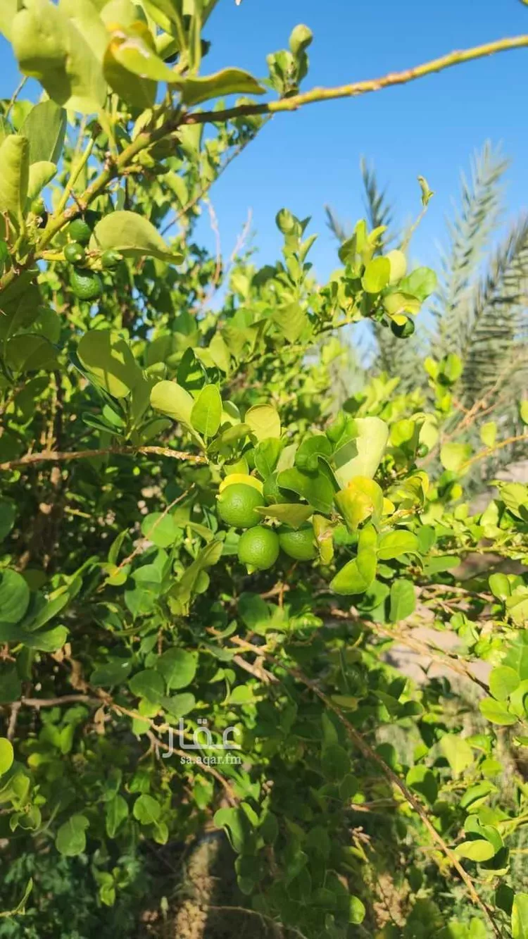 Farm for Sale in Medina Al Jassah صورة 2