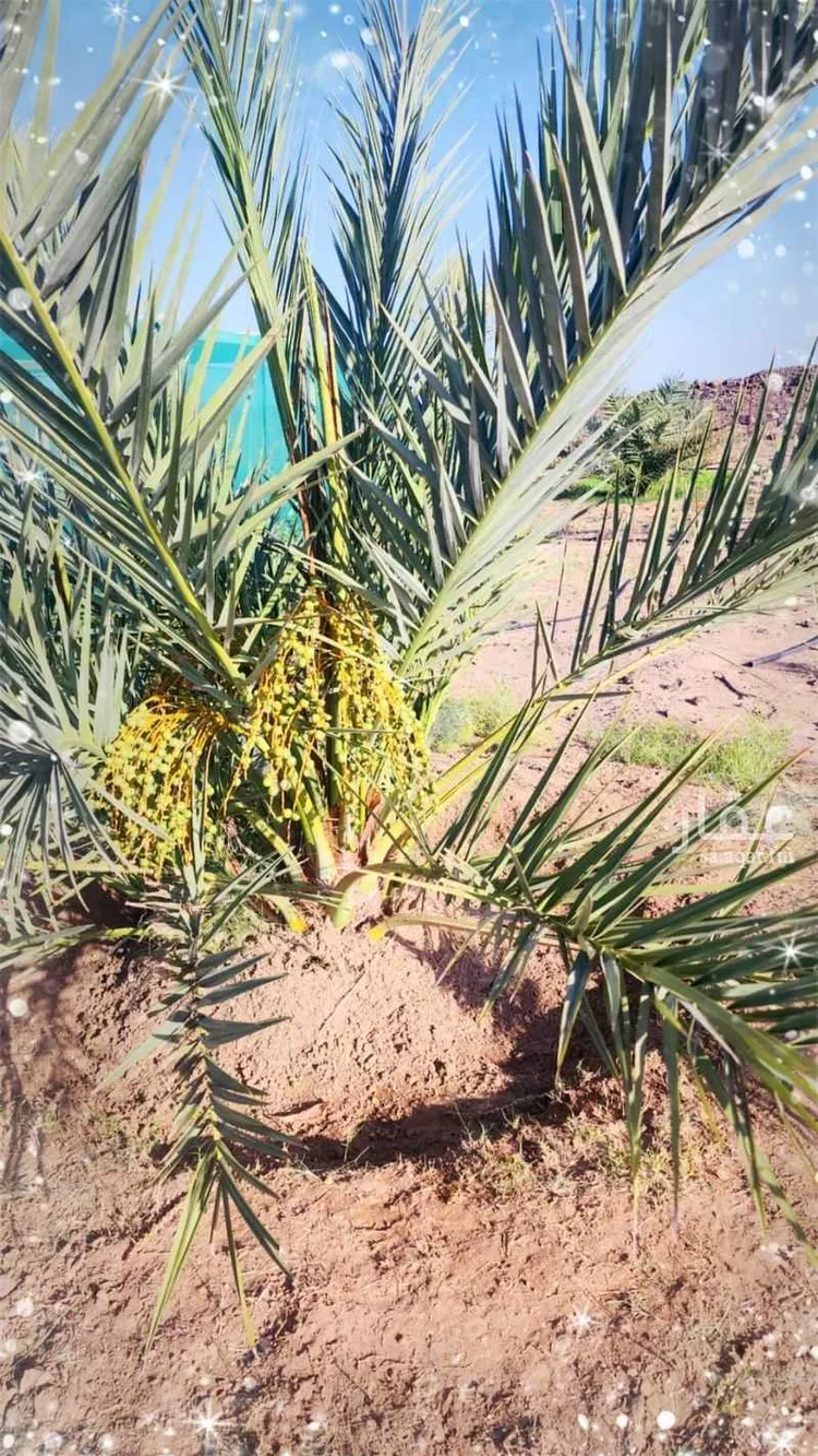 Farm for Sale in Medina Al Jassah صورة 4
