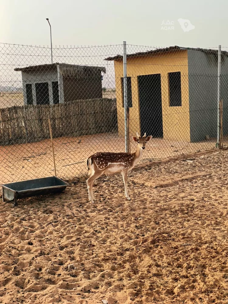 مزرعة للبيع في شارع الملك فهد باتجاه جنوب , حي مزارع العبله, مدينة مزارع العبله, منطقة الرياض 19