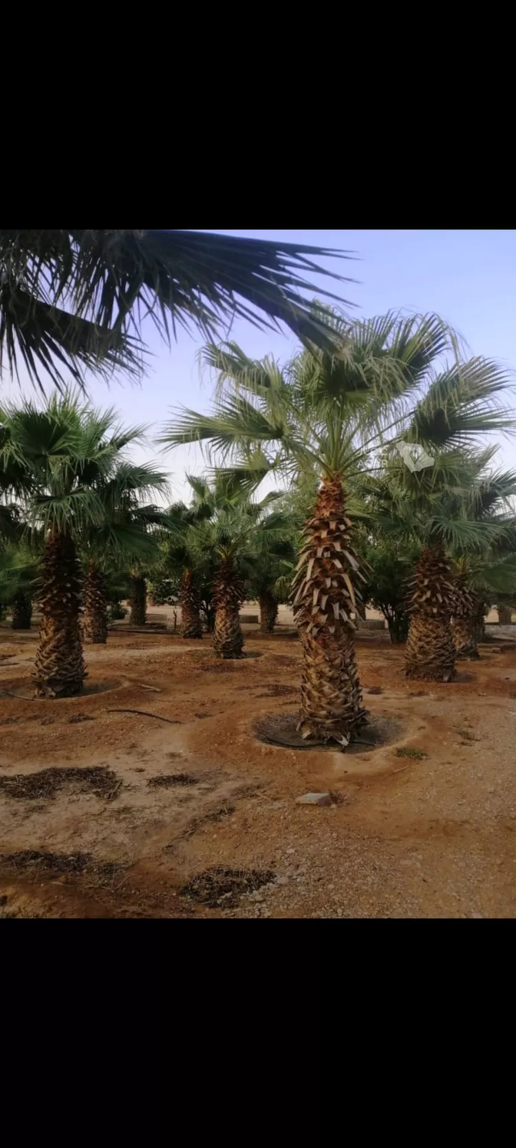مزرعة للبيع في شارع الملك فهد باتجاه جنوب , حي مزارع العبله, مدينة مزارع العبله, منطقة الرياض 18