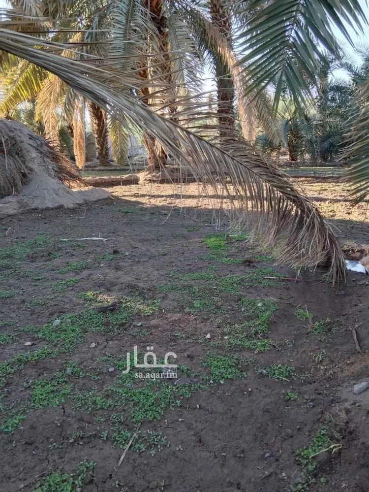 مزرعة للبيع في شارع ضواحي 17 ، البوير ، منطقة المدينة المنورة صورة 2