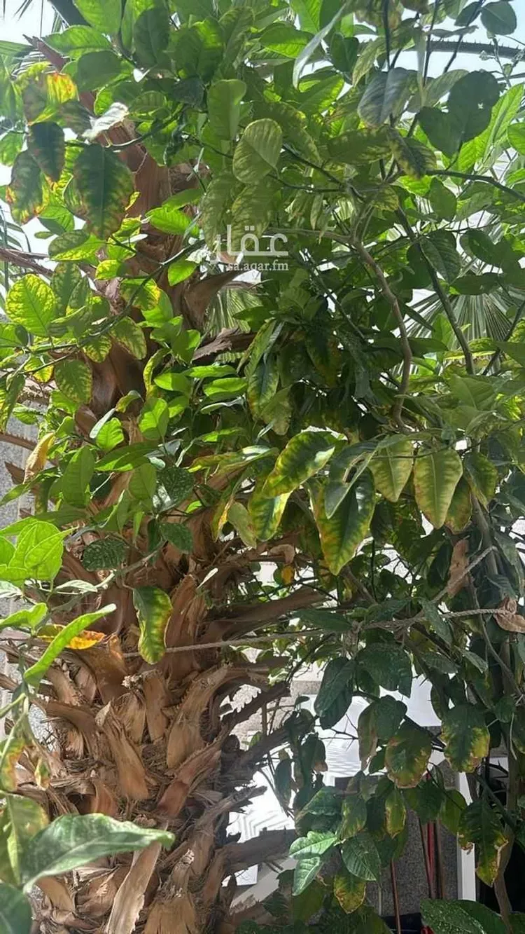 فيلا للبيع في شارع الصدف, حي النهضة, مدينة الرياض, منطقة الرياض صورة 2