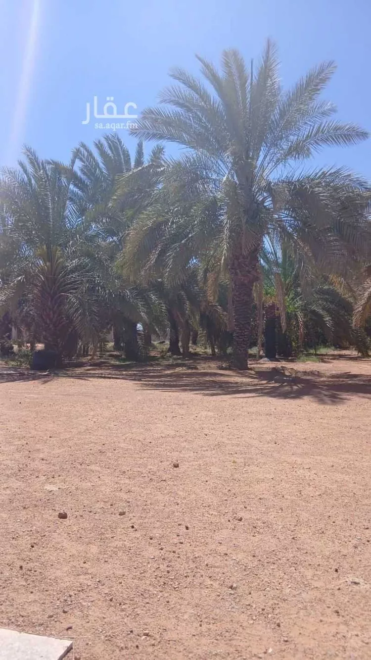 مزرعة للبيع في شارع عثمر القديم 341, حي منيفة القاعد, مدينة منيفة القاعد, منطقة حائل صورة 4