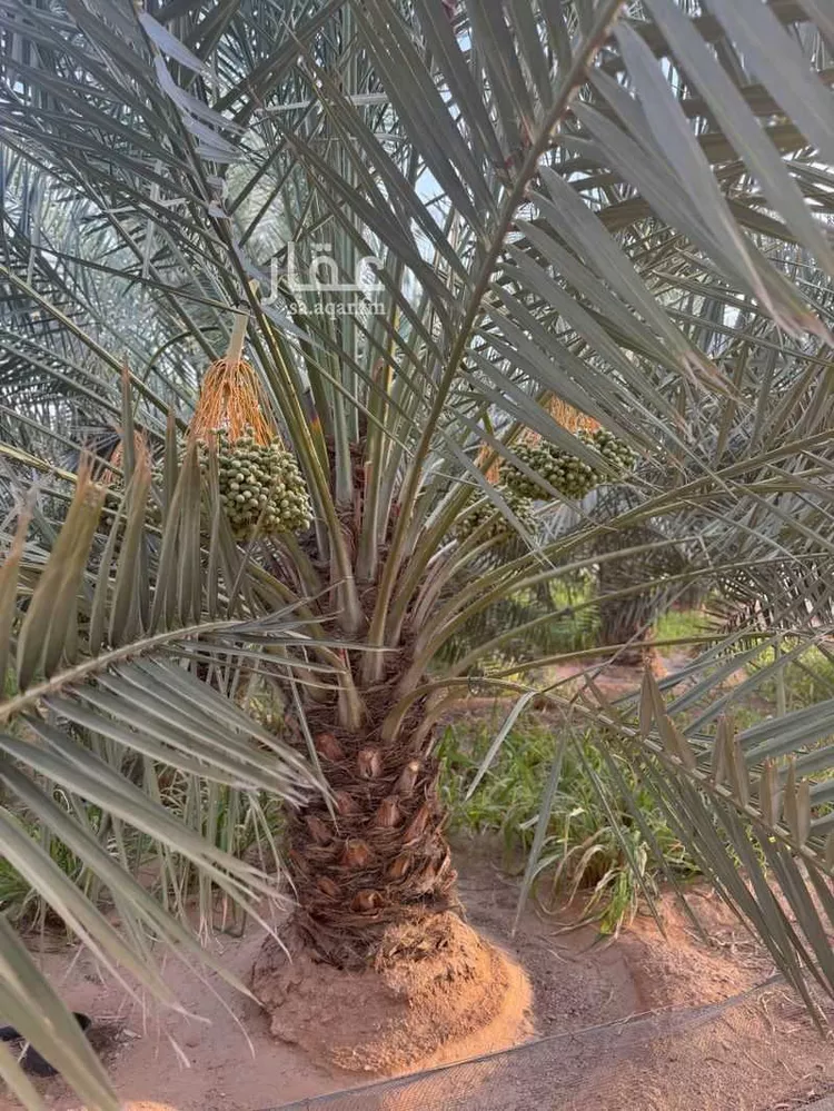مزرعة للبيع في شارع جو 446, مدينة ضرما, منطقة الرياض 8