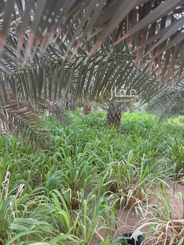 مزرعة للبيع في شارع جو 446, مدينة ضرما, منطقة الرياض صورة 4