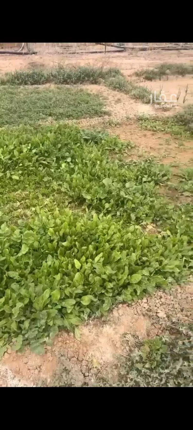 مزرعة للبيع في شارع غير مسمى, مدينة الشملى, منطقة حائل