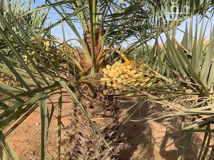أرض للبيع في شارع مجمع بن جاريه, مدينة حريملاء, منطقة الرياض 6