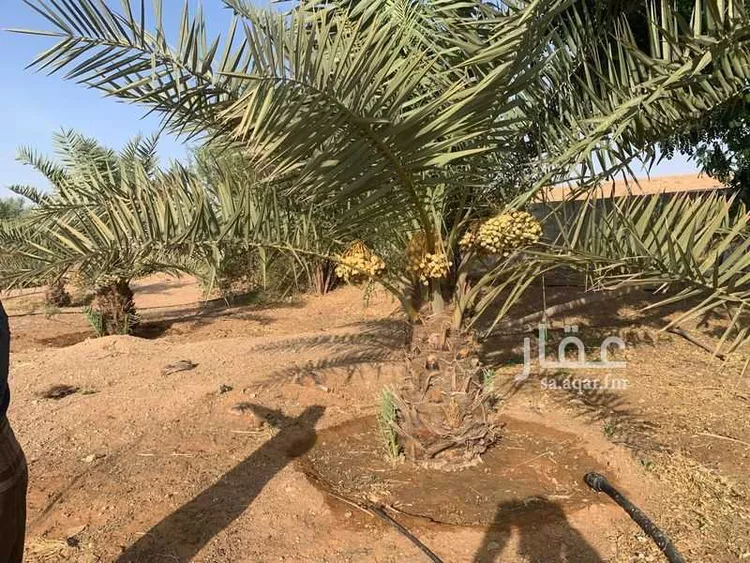 أرض للبيع في شارع مجمع بن جاريه, مدينة حريملاء, منطقة الرياض 13