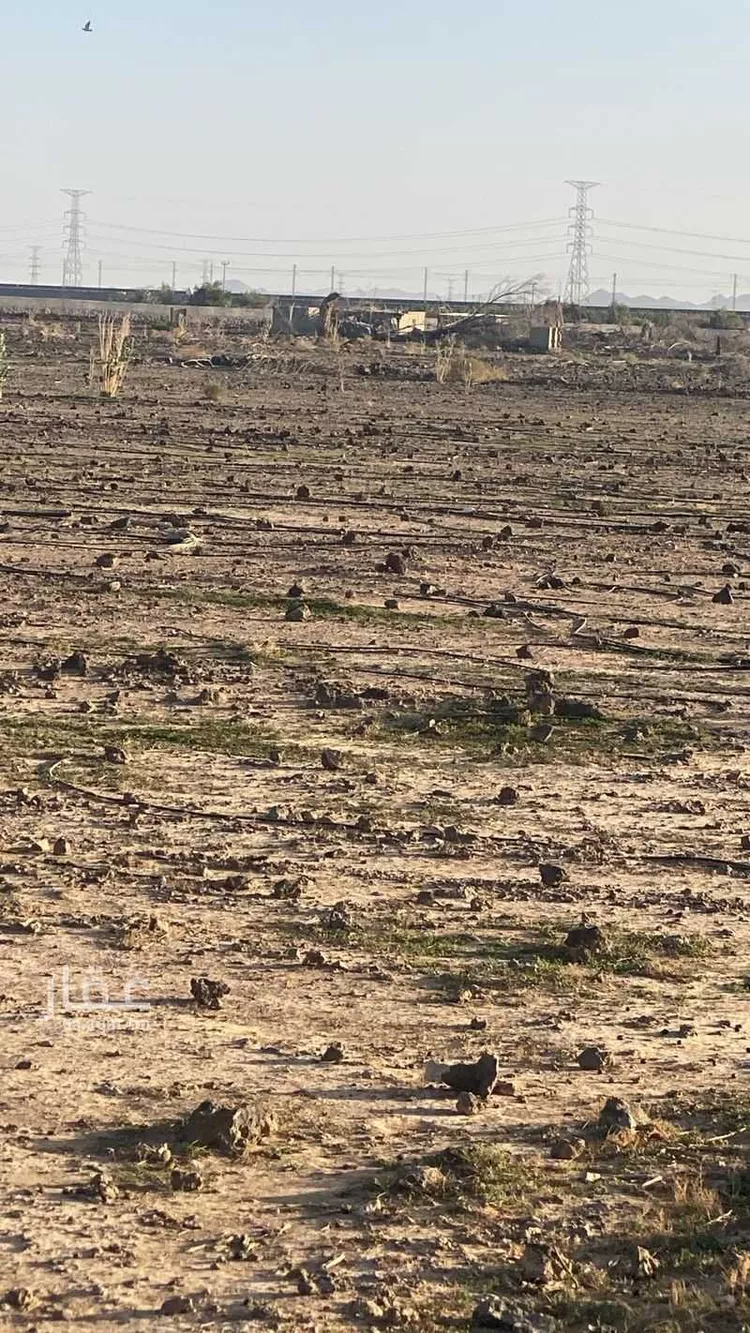 مزرعة للبيع في شارع ابار الماشي 905, حي ابيار الماشي, مدينة المدينة المنورة, منطقة المدينة المنورة صورة 4