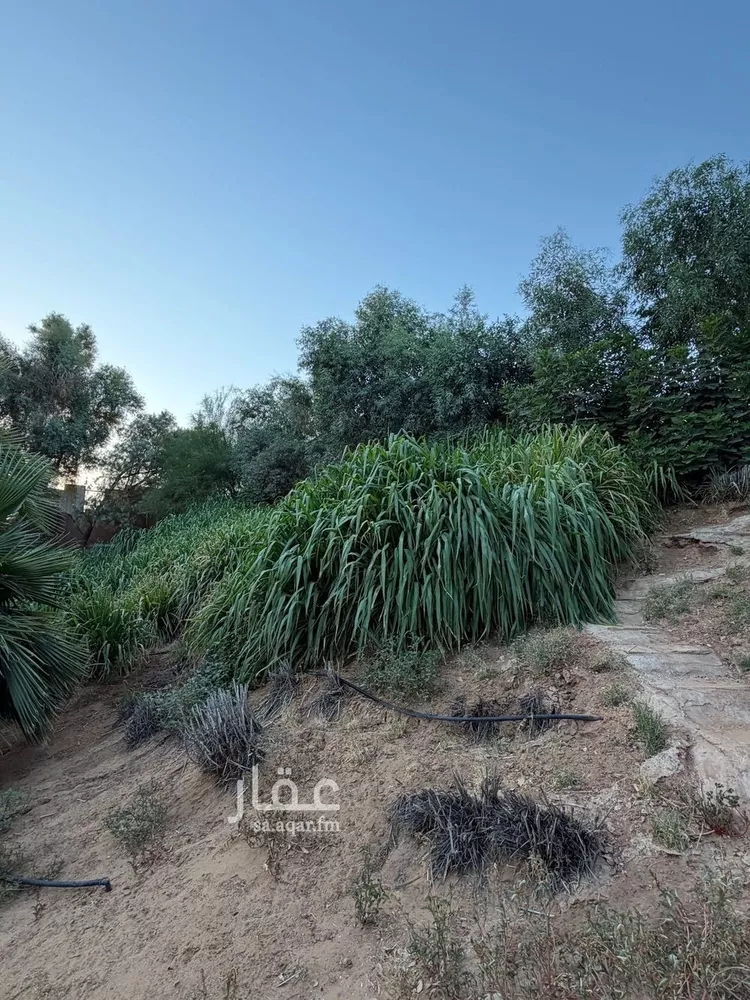 مزرعة للبيع في حي العريفيه, مدينة بريدة, منطقة القصيم 9