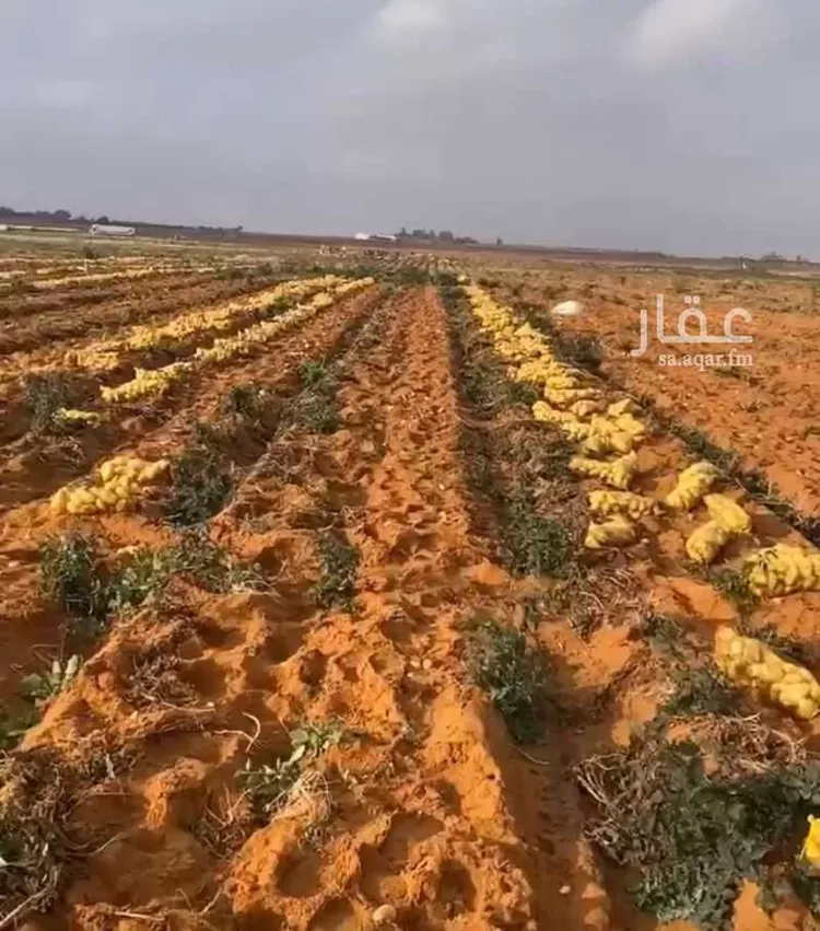 Farm for Sale in Baqaa Al Suhaibi صورة 2