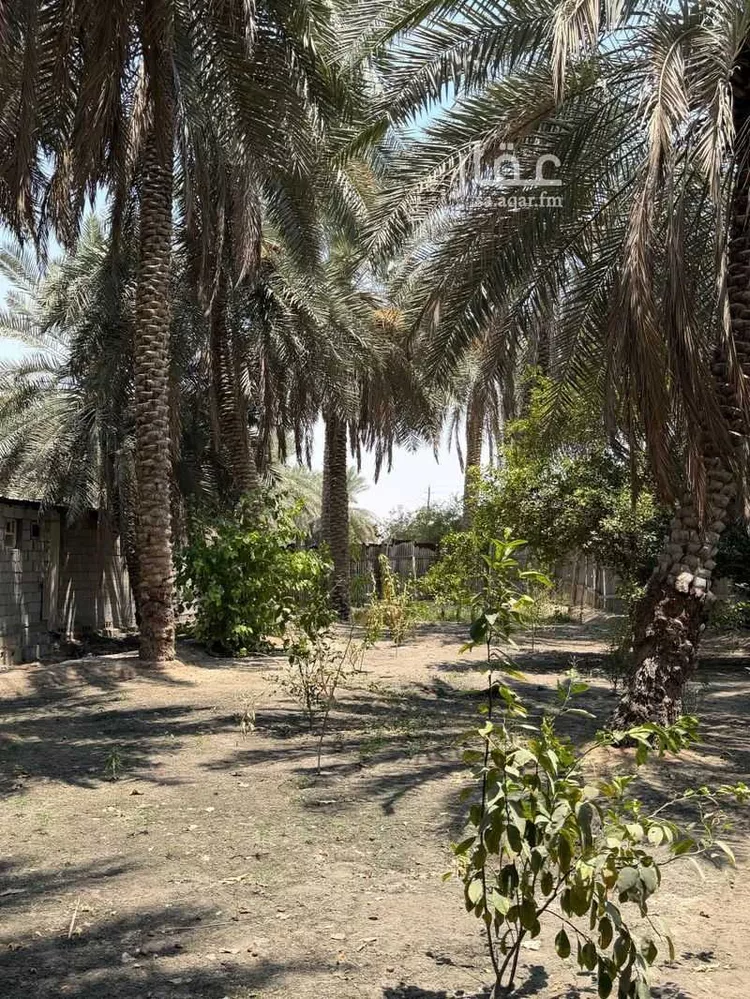 مزرعة للبيع في شارع 22426469, حي السحيمية, مدينة الاحساء, المنطقة الشرقية
