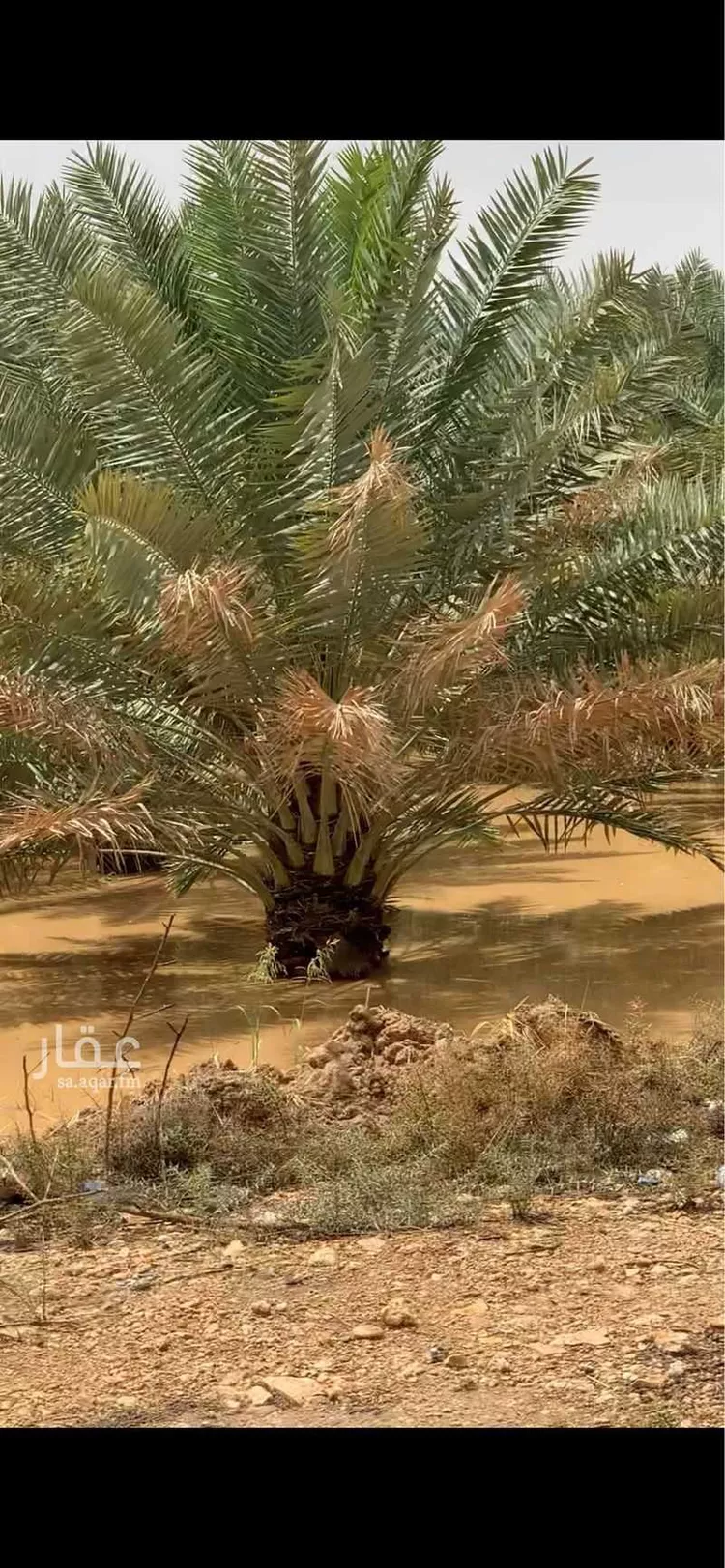 مزرعة للبيع في شارع طلحة بن الزبير ، الدلم ، الدلم صورة 2