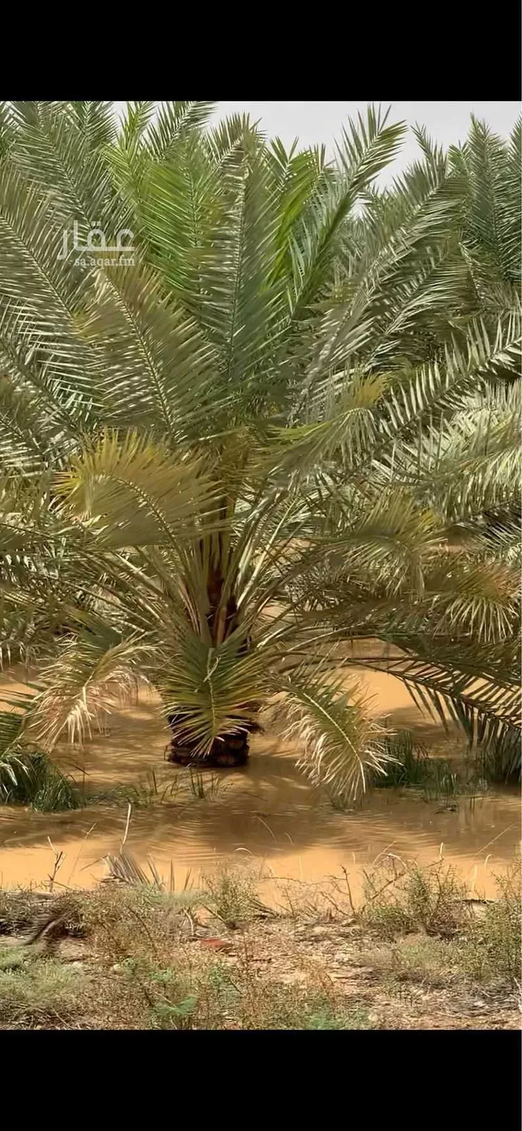 مزرعة للبيع في شارع طلحة بن الزبير ، الدلم ، الدلم صورة 3