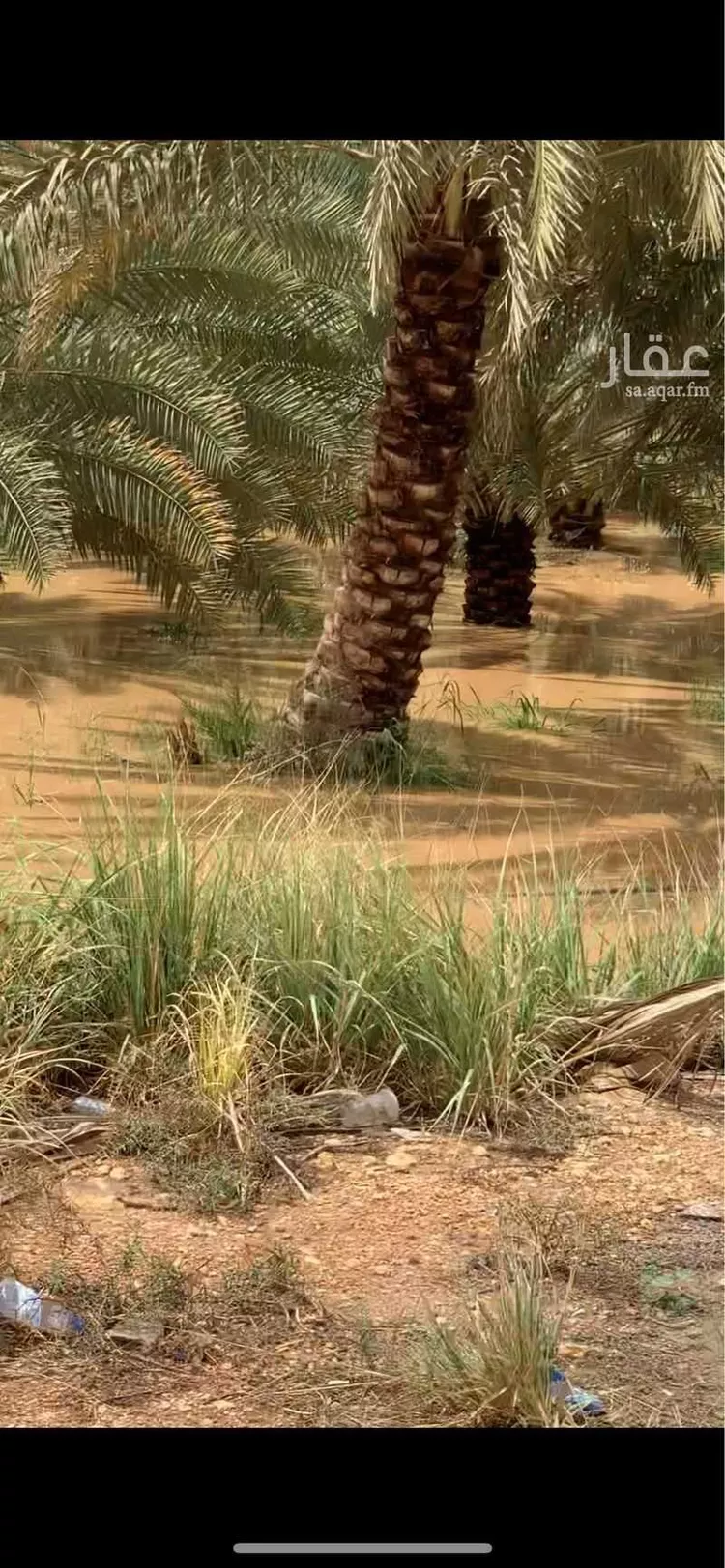 مزرعة للبيع في شارع طلحة بن الزبير ، الدلم ، الدلم
