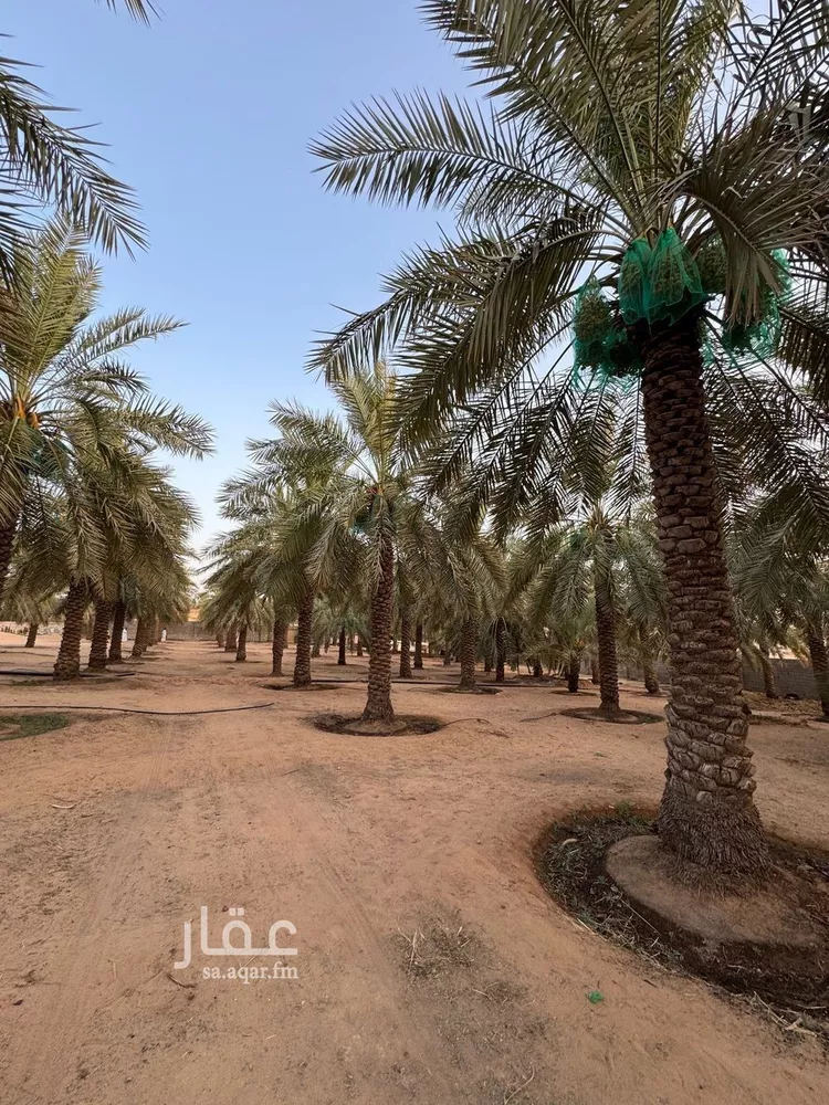 مزرعة للبيع في شارع البصر 786, حي البصر2, مدينة البصر, منطقة القصيم 24