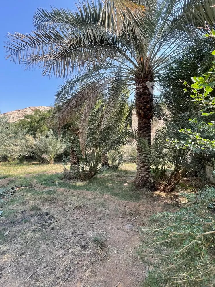 مزرعة للبيع في حي عريض, مدينة الرياض, منطقة الرياض 11