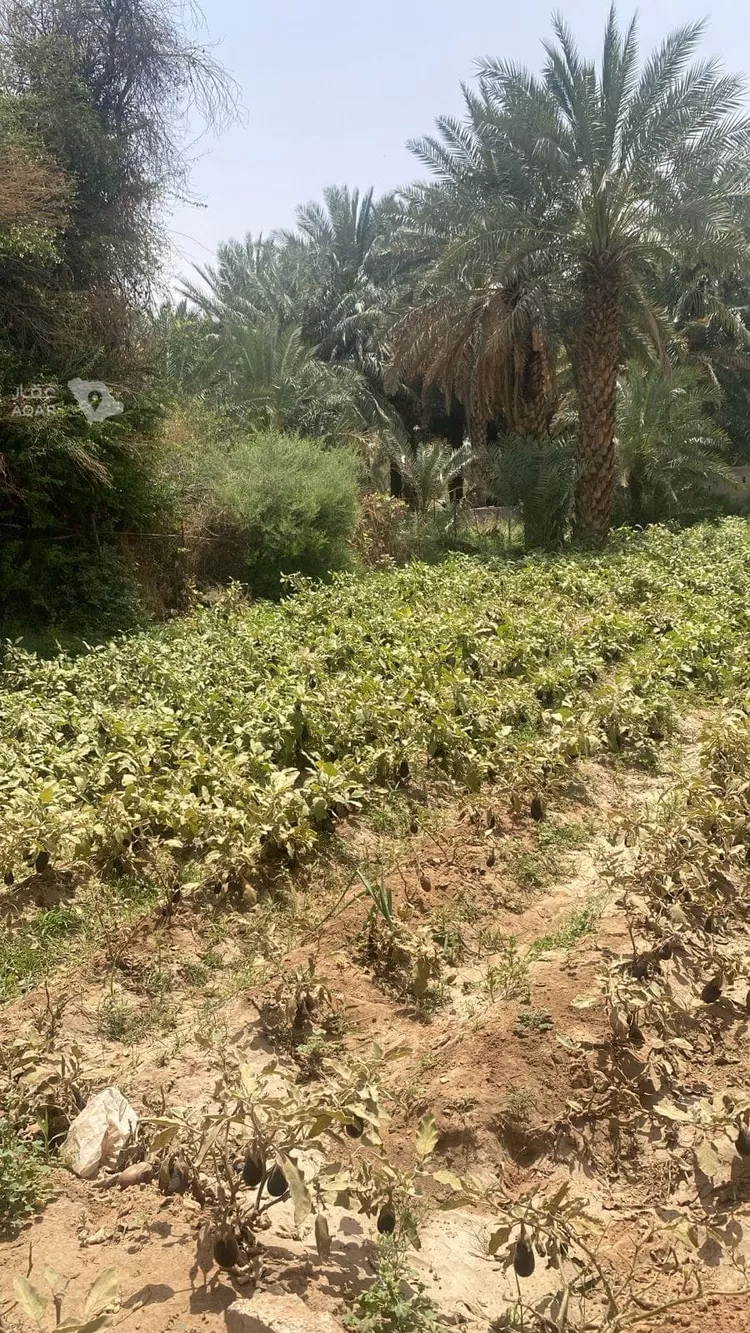 مزرعة للبيع في حي عريض, مدينة الرياض, منطقة الرياض 14