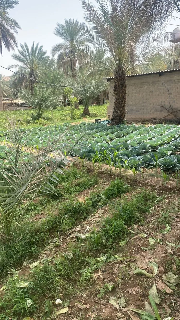 مزرعة للبيع في حي عريض, مدينة الرياض, منطقة الرياض 23