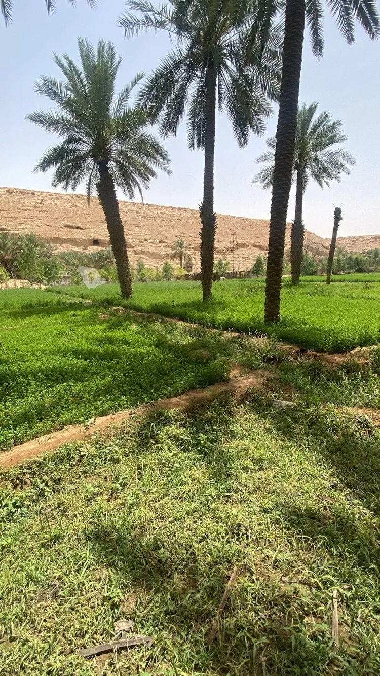 مزرعة للبيع في حي عريض, مدينة الرياض, منطقة الرياض 8
