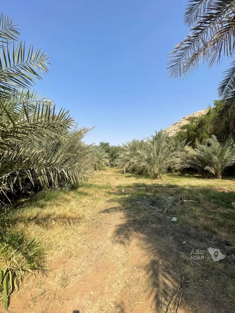 مزرعة للبيع في حي عريض, مدينة الرياض, منطقة الرياض 16