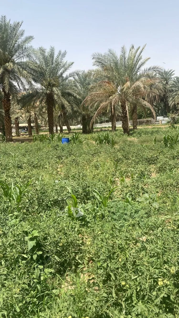 مزرعة للبيع في حي عريض, مدينة الرياض, منطقة الرياض 10