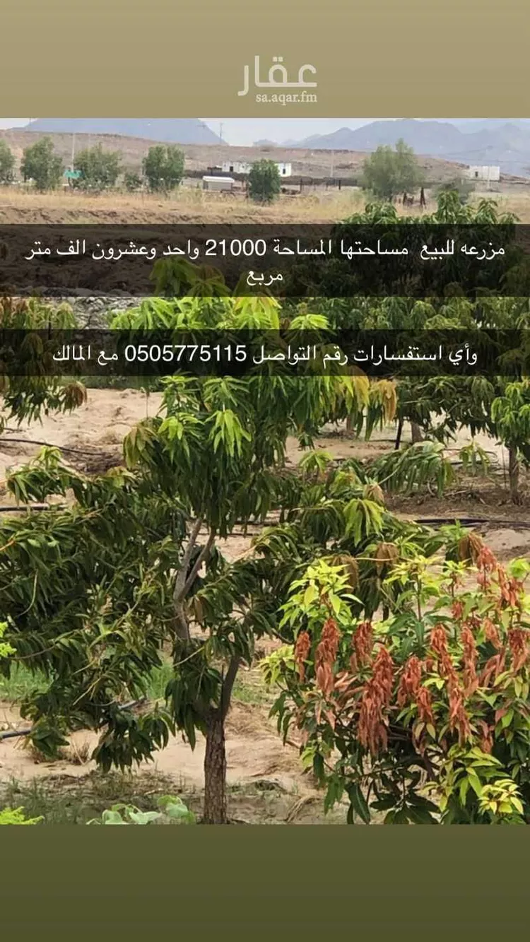 مزرعة للبيع في شارع الصعاليك والمليح 746 ، الخليف ، قلوة 7