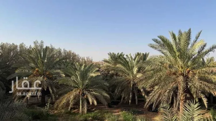 مزرعة للبيع في شارع هجره الذيبيه وخضراء 555 ، المشاعلة ، المزاحمية 7