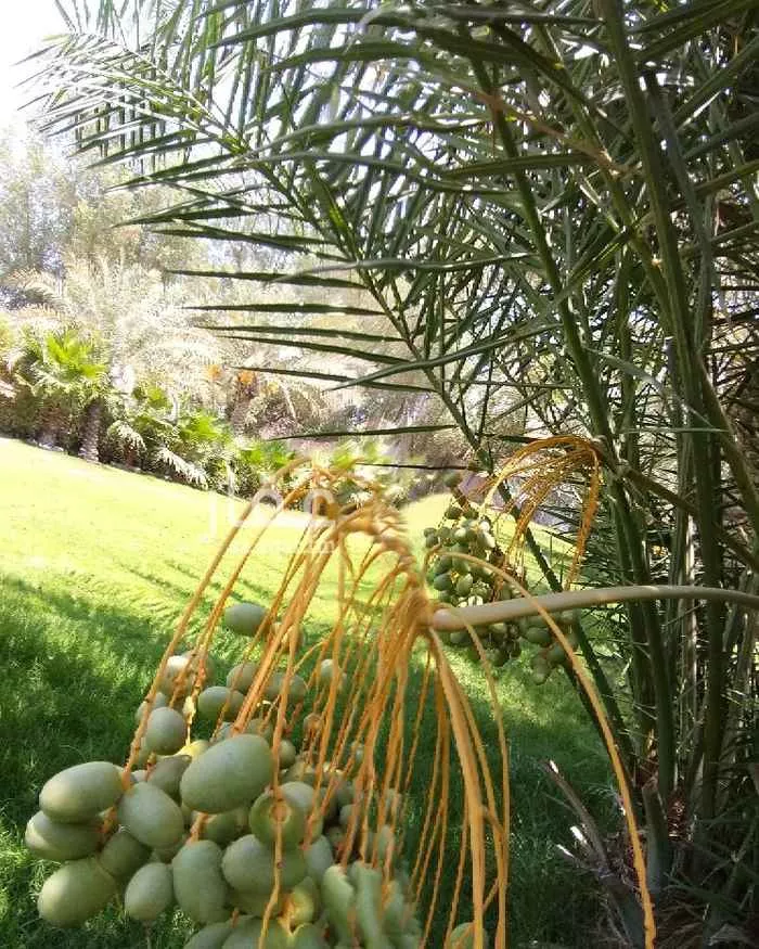 شاليه واستراحة للحجز في سيهات ، القطيف 21